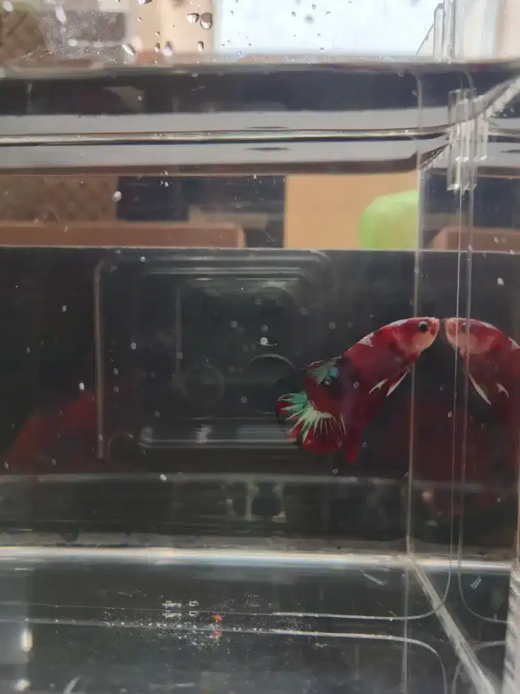 Redy ikan cupang red galaxy