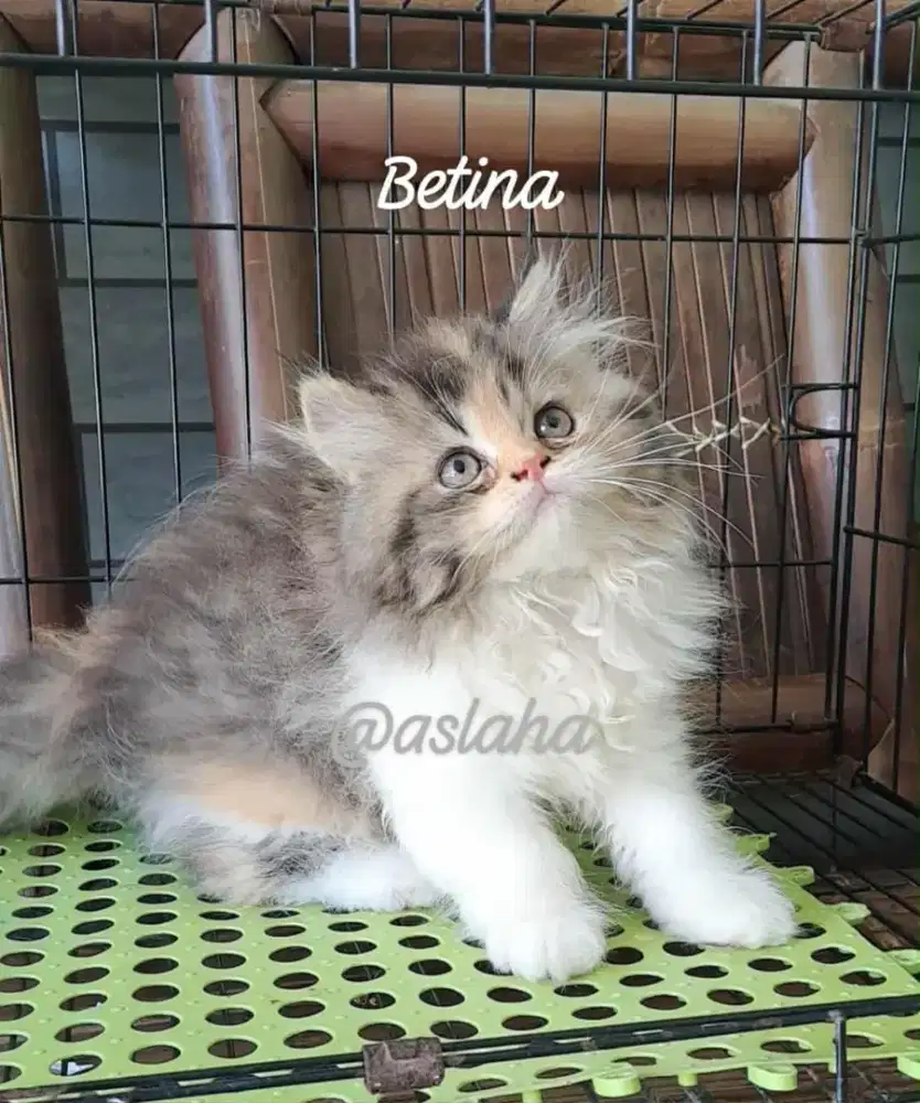 Kucing persia betina/kitten persia flatnose/anakan kucing anggora