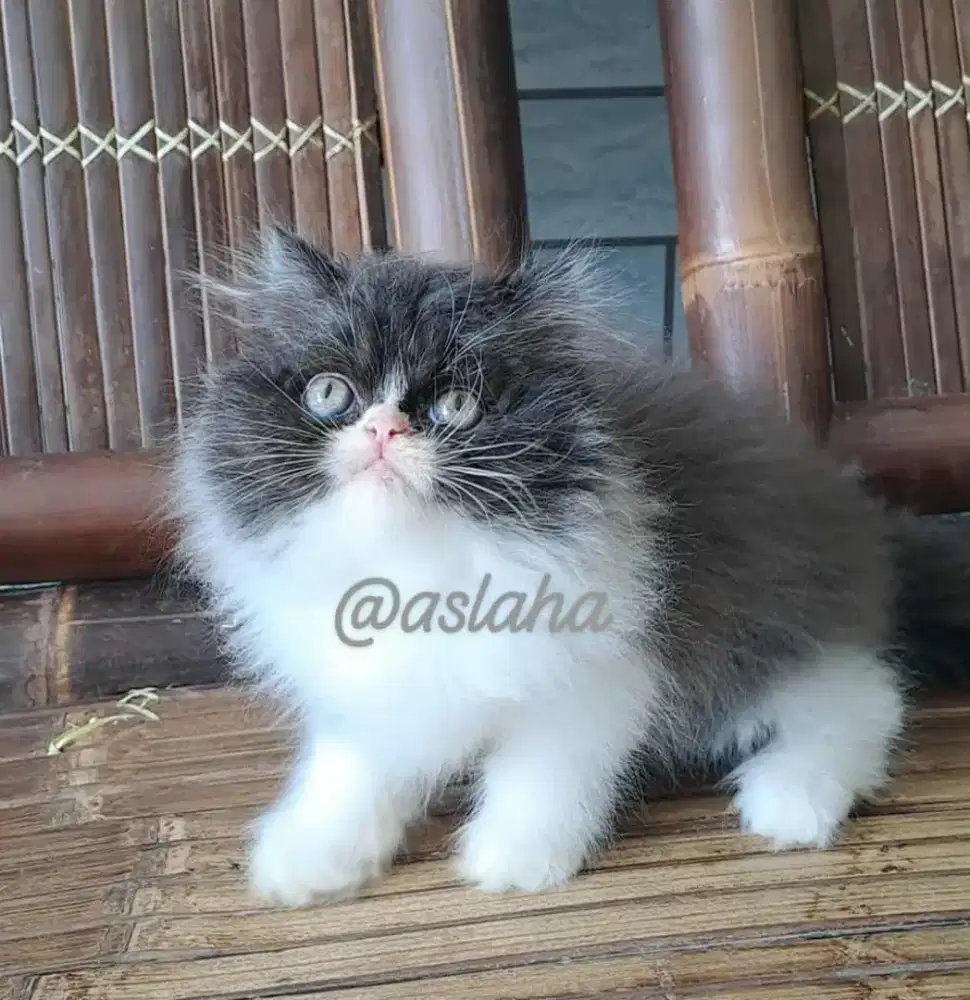 kitten persia jantan/kucing persia jantan/ kucing anggora jantan