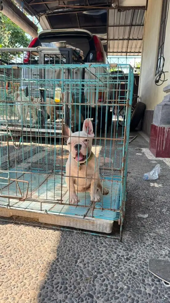 Anjing French bulldog