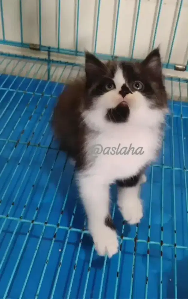 Anak kucing anggora/kitten persia flatnose /kucing persia jantan