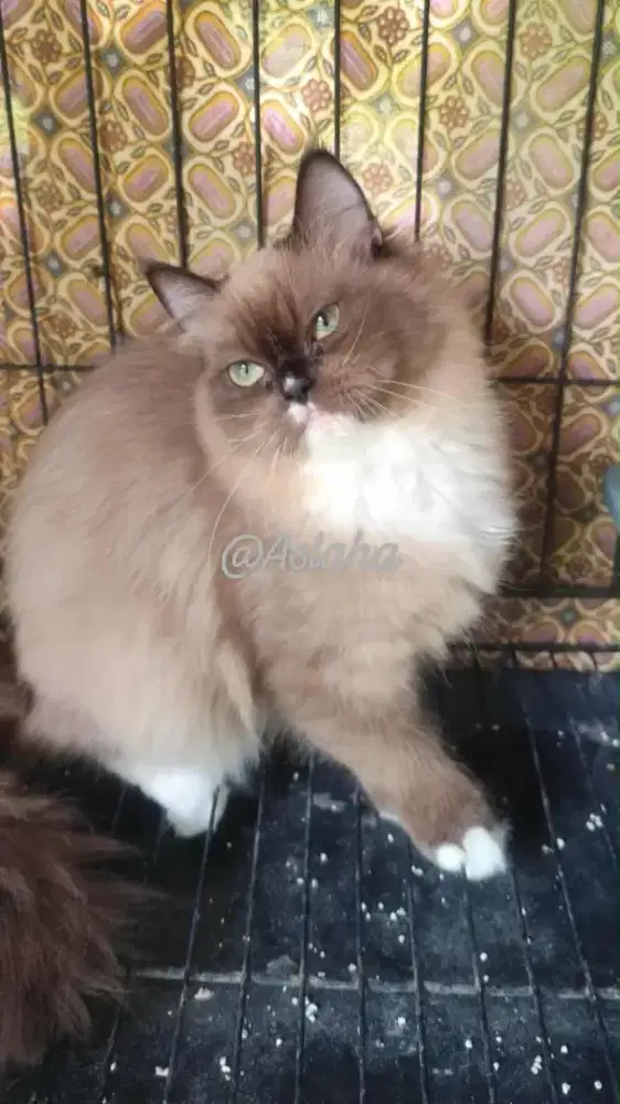 Anak kucing anggora/kitten himalaya betina/kucing ragdol betina