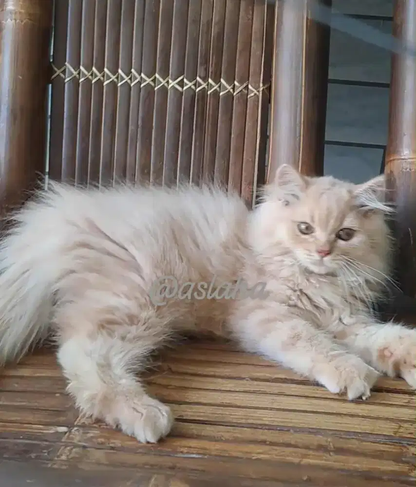 kucing anggora/ persia flatnose jantan/kucing persia jantan