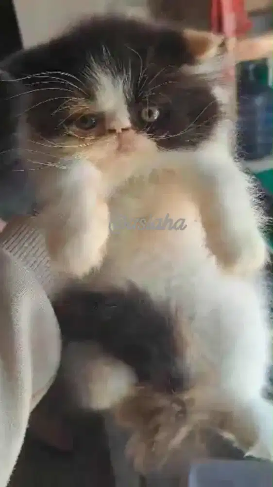 Anak kucing anggora/kitten peaknose  betina/kucing persia betina