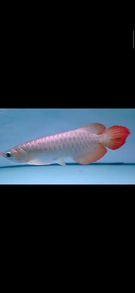 Arwana Super Red 35cm