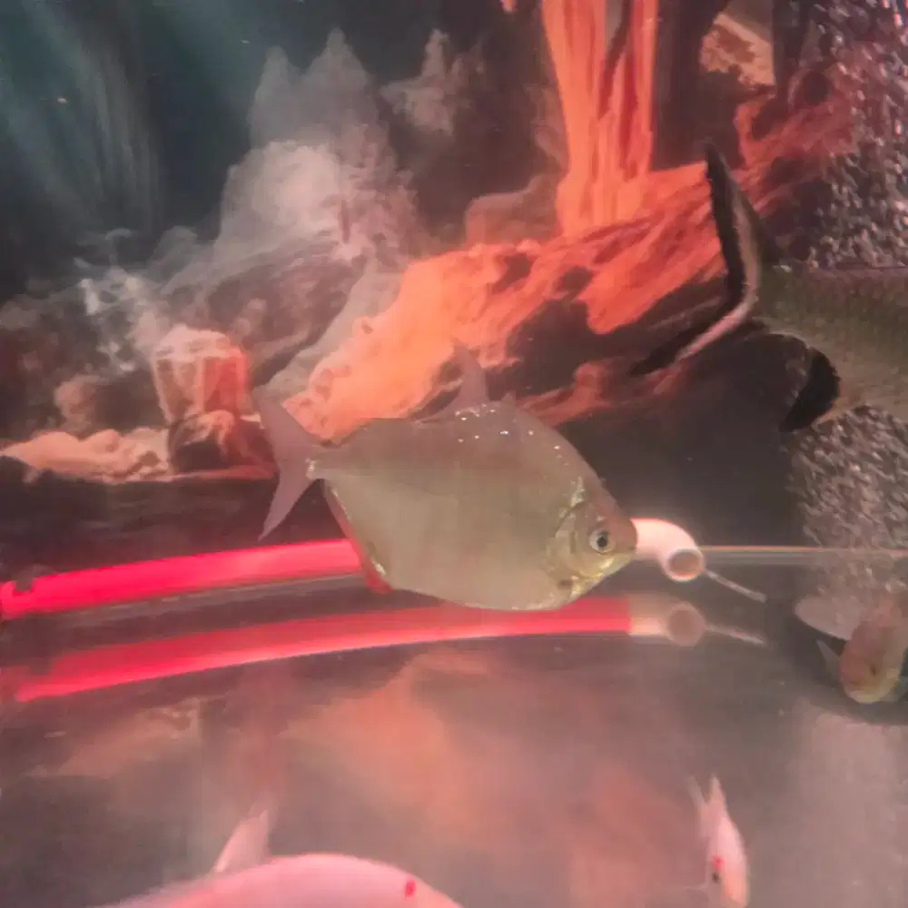 Ikan silver 3 inch