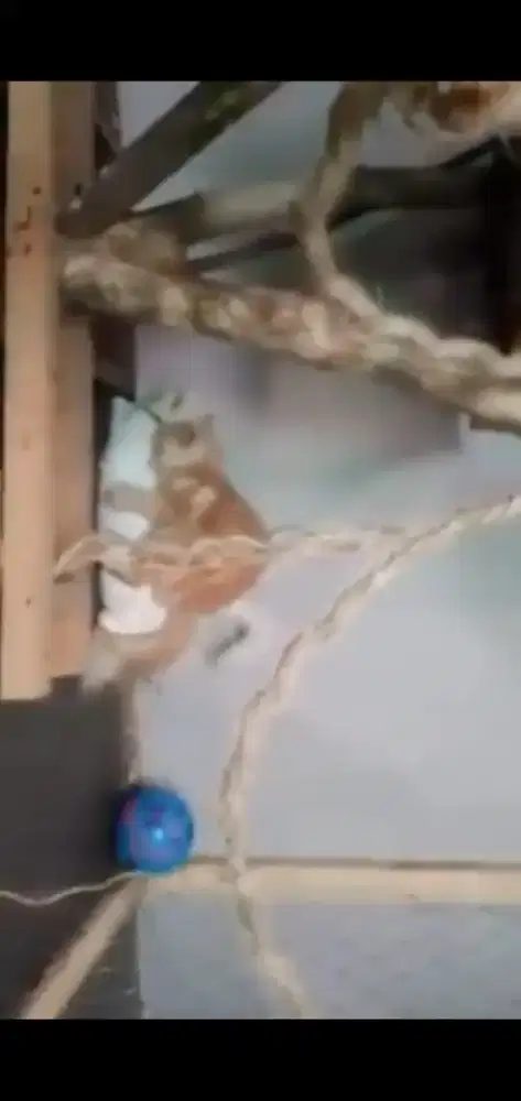 Kawin kucing pesek