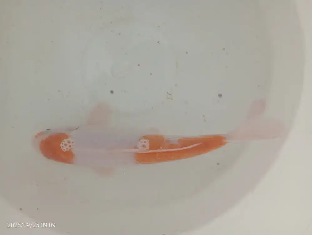 Ikan koi size 25/30
