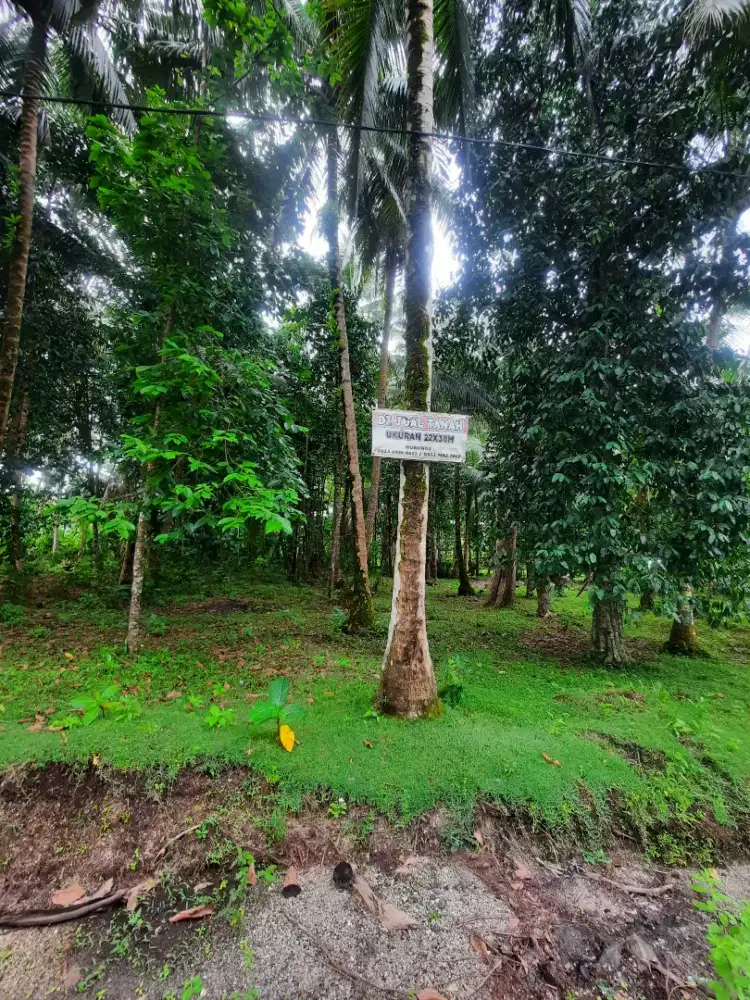 Jual tanah jl wisata walur krui