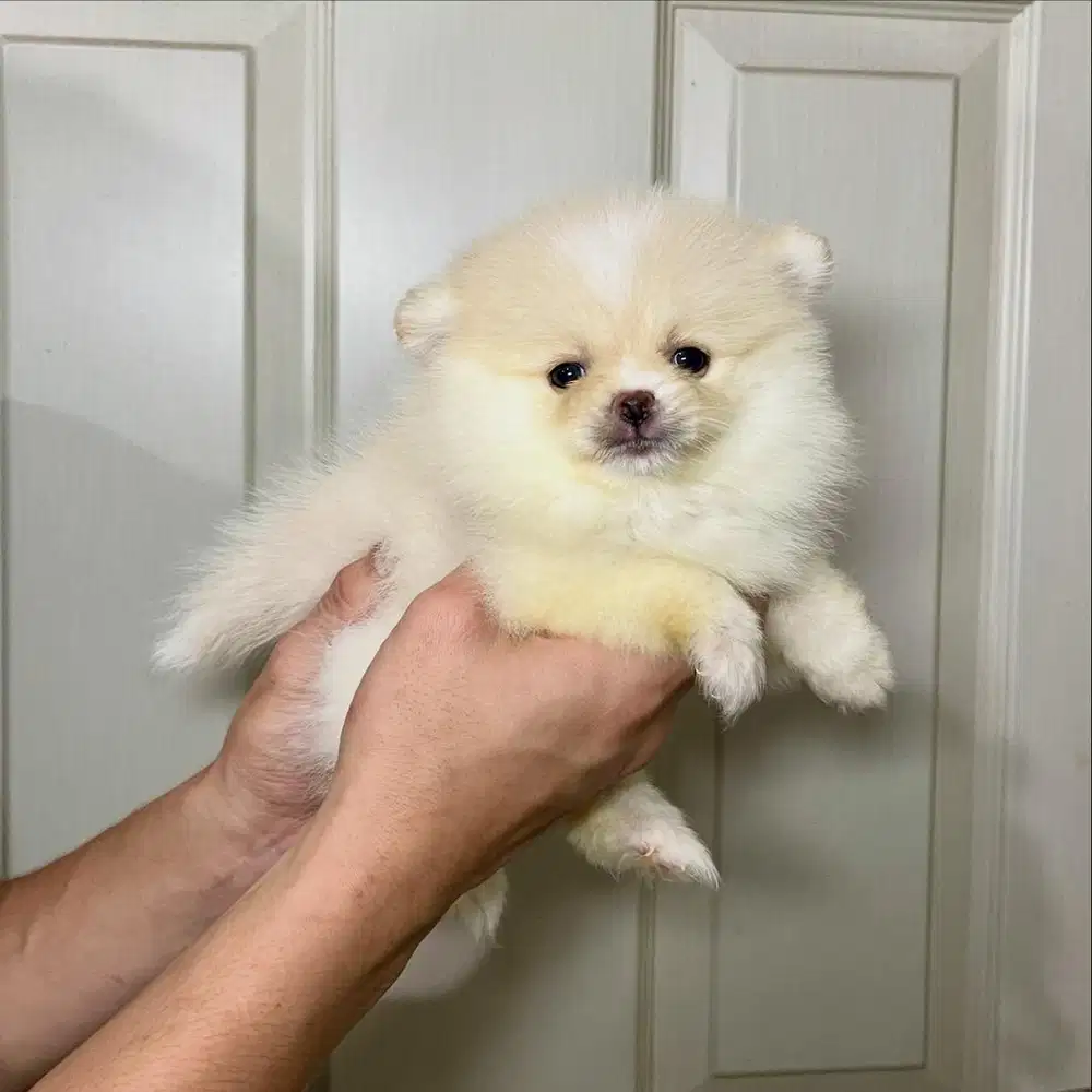 Super minipom betina