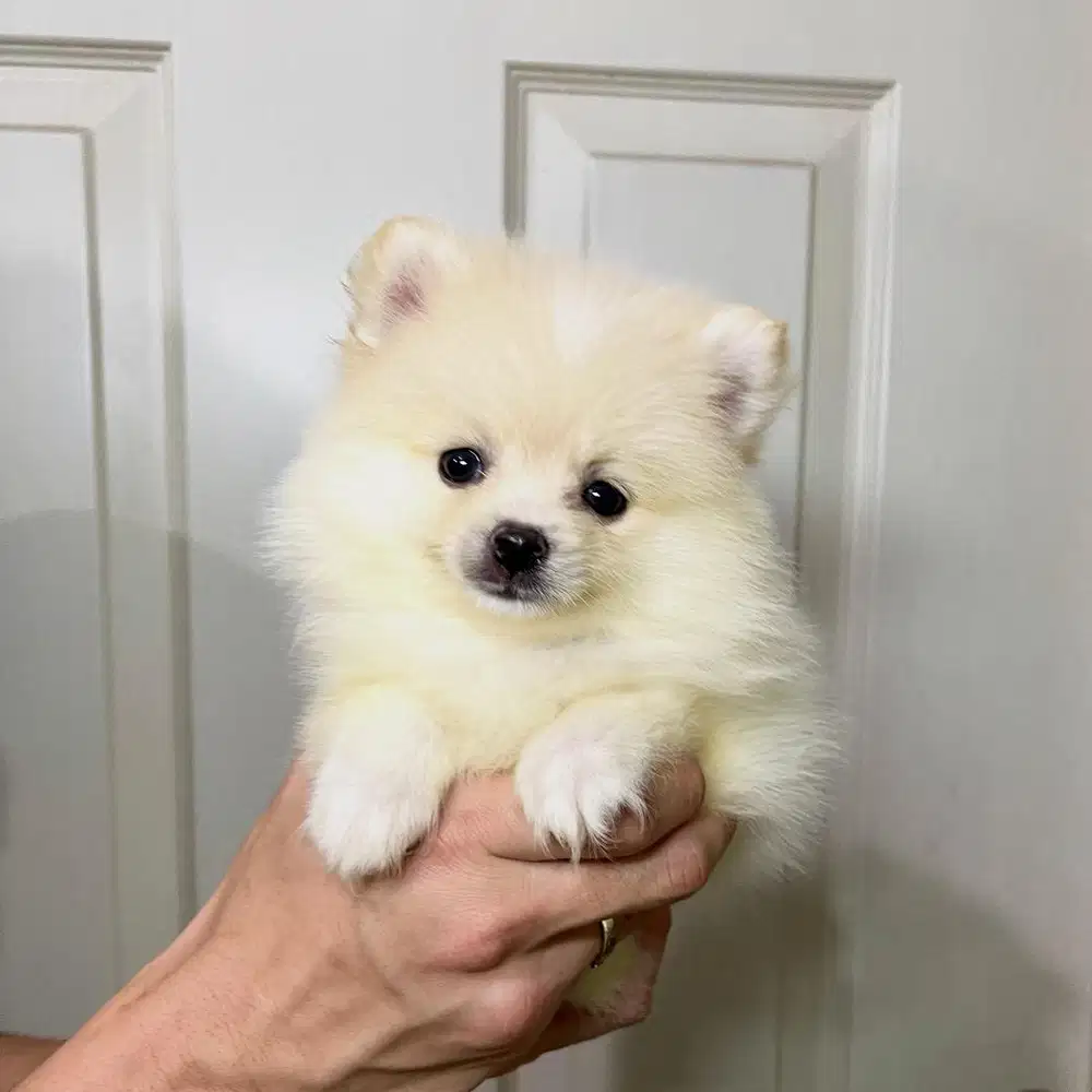Super minipom jantan