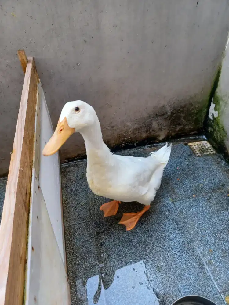 Bebek Peking hidup