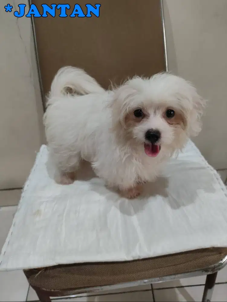 Jual Anak Anjing Maltese Jantan dan Betina