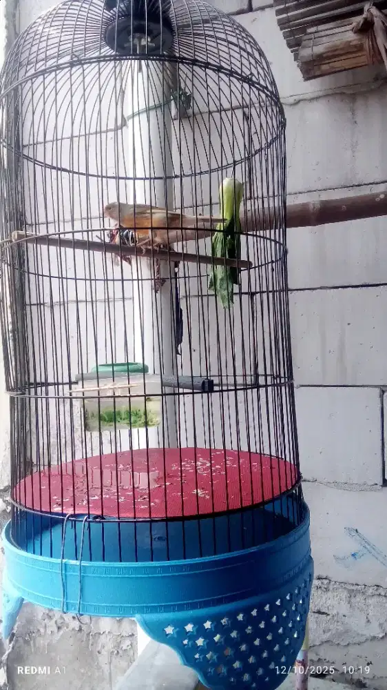 Kenari loper paud