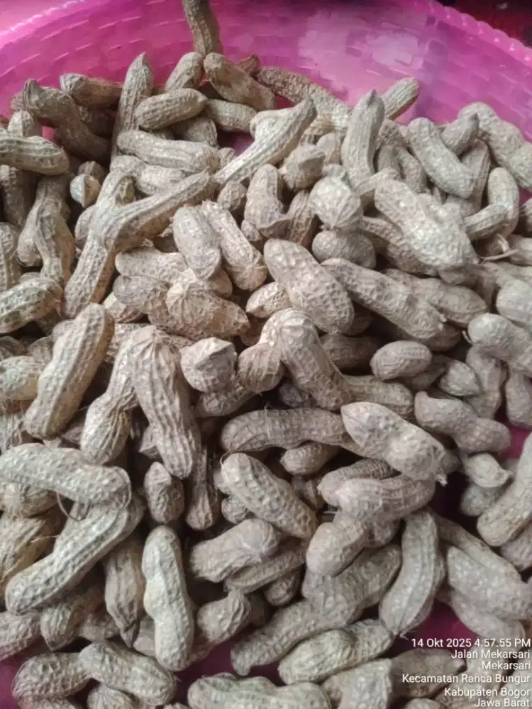 Bibit kacang tanah