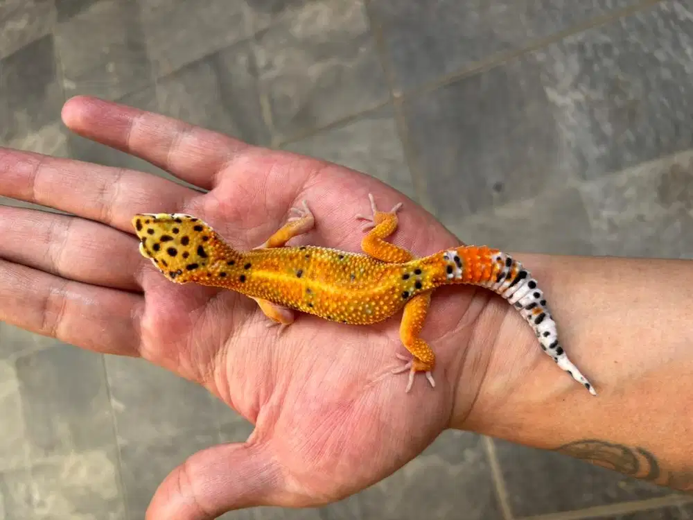 Gecko RPS PH BN male (data aman)