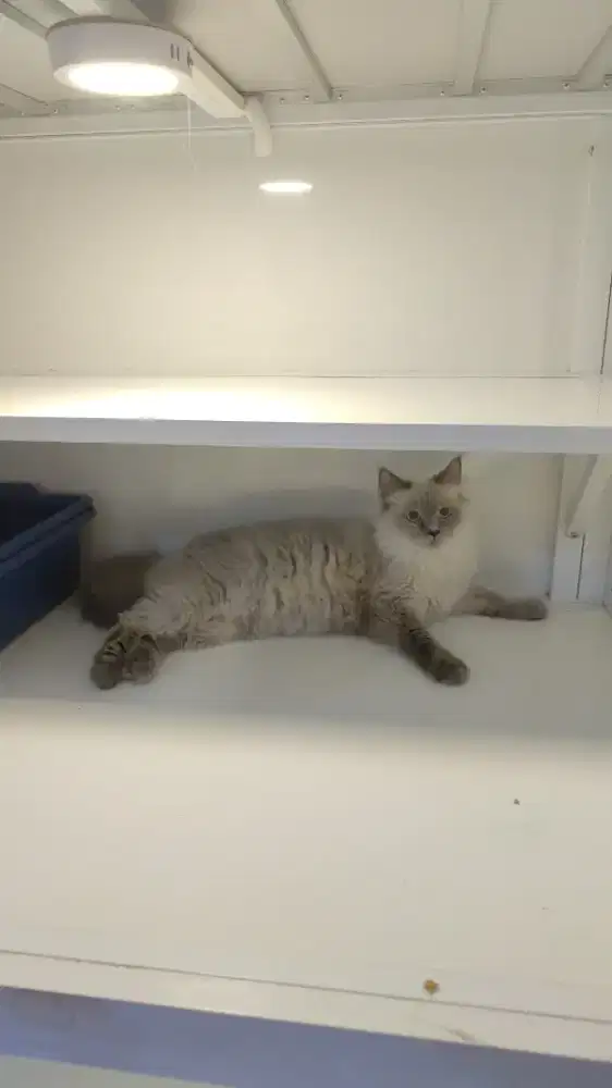 Kucing himalaya longhair betina