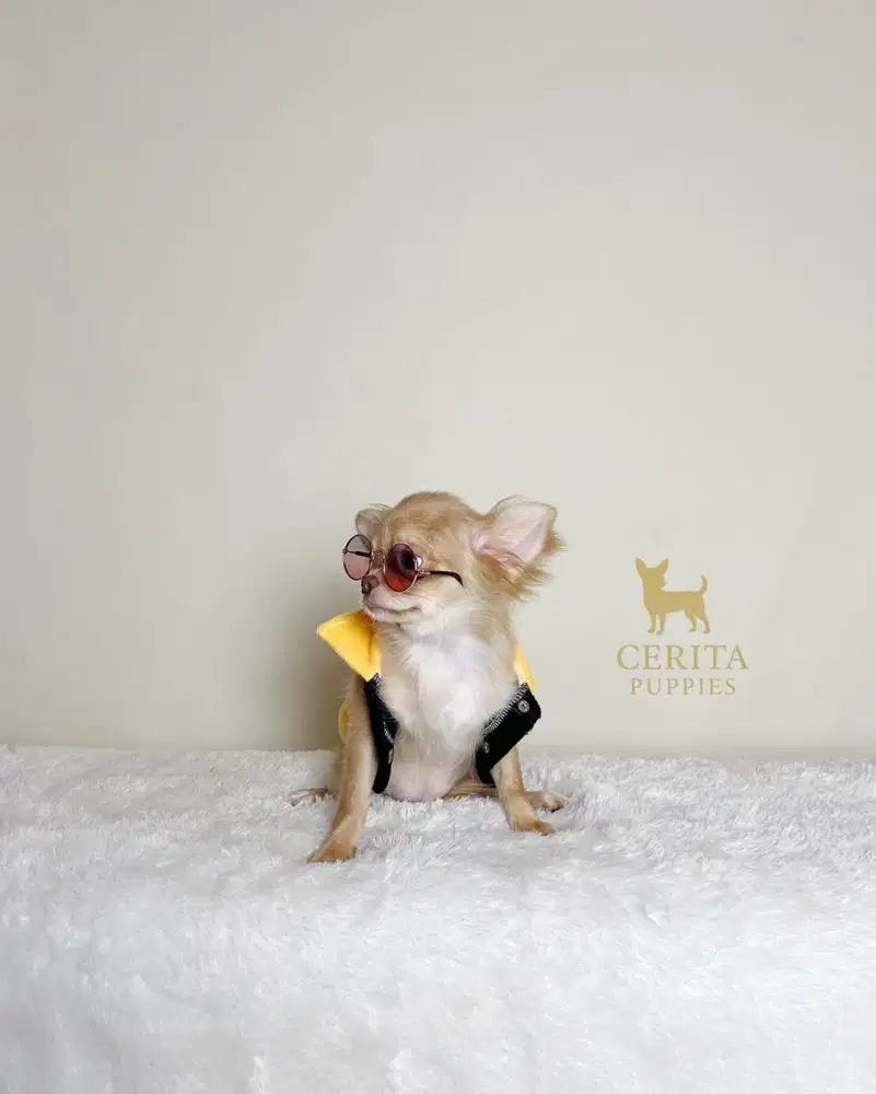 Dijual Chihuahua Longhair RED Berkualitas