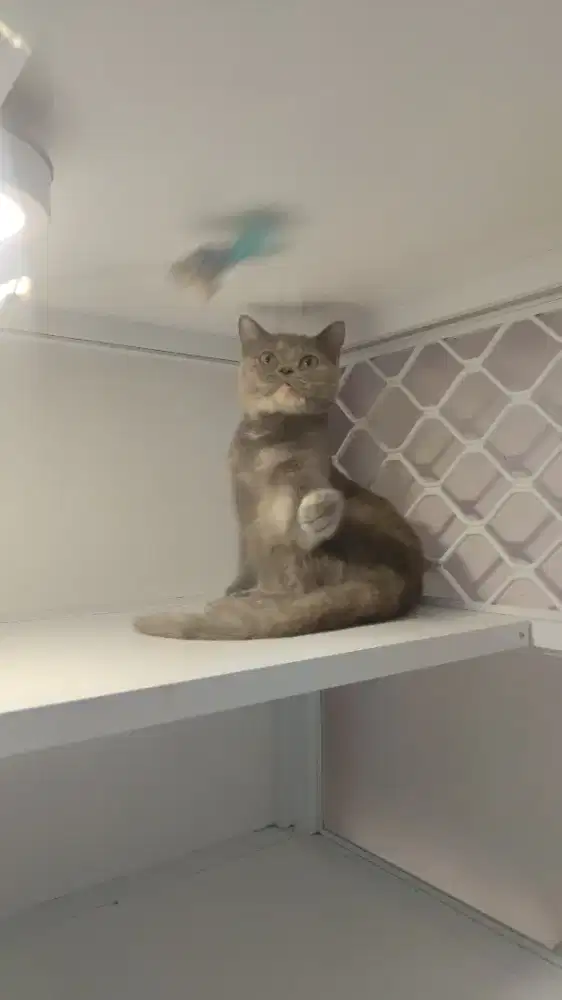 Kucing british shorthair betina full vaksin