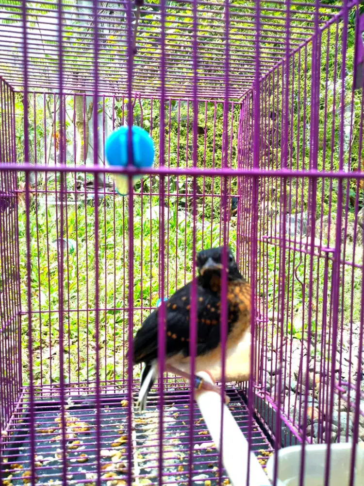ANAK BURUNG MURAI BATU ACEH. GARANSI JANTAN