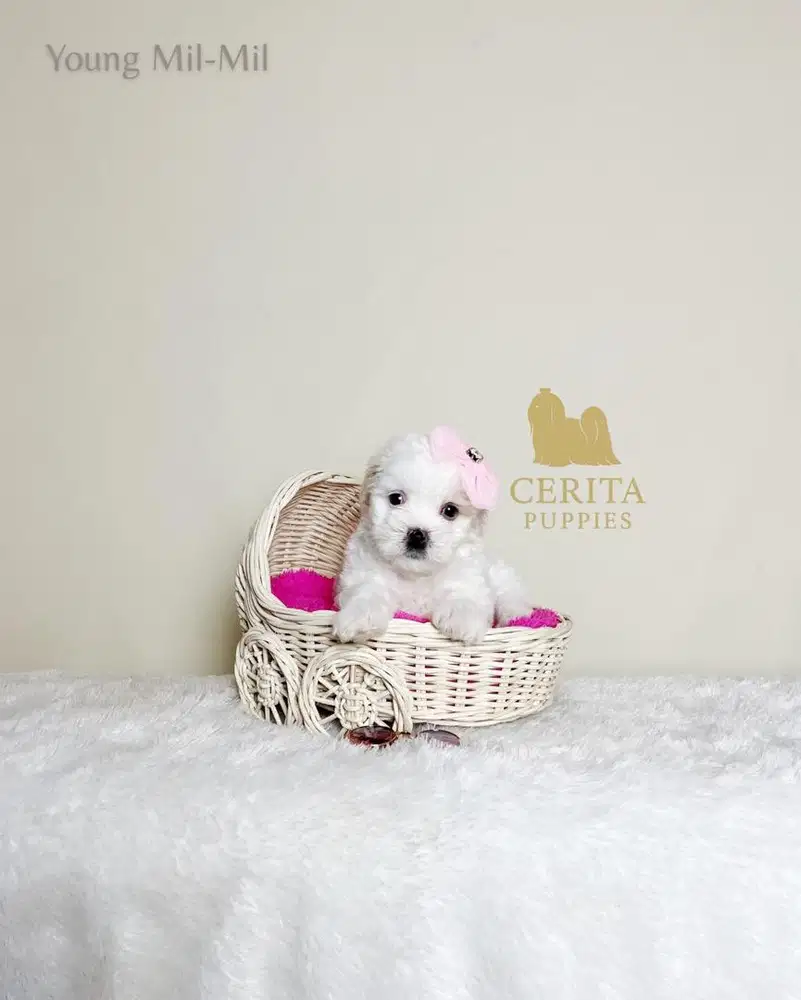 Dijual anak Anjing Maltipoo Betina Cantik