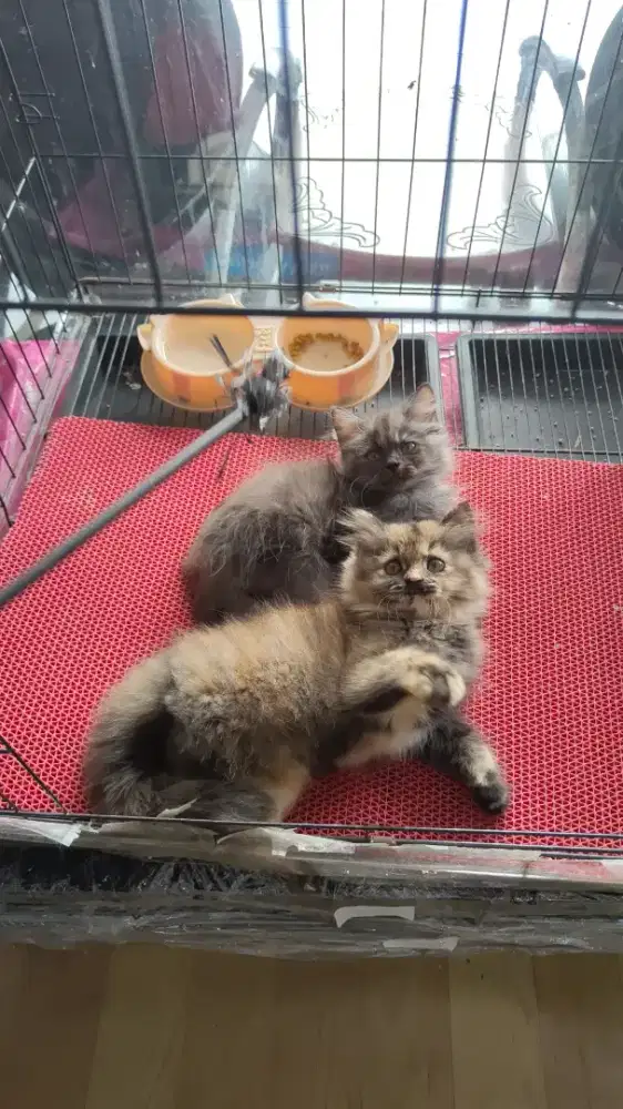Kucing kitten ras persia longhair betina torty