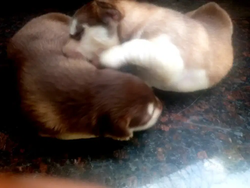 Open booking puppies alaskan malamute Red Jantan/Betina