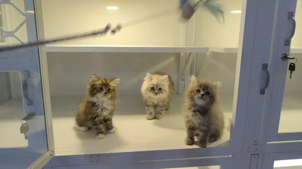 Kucing kitten ras persia longhair