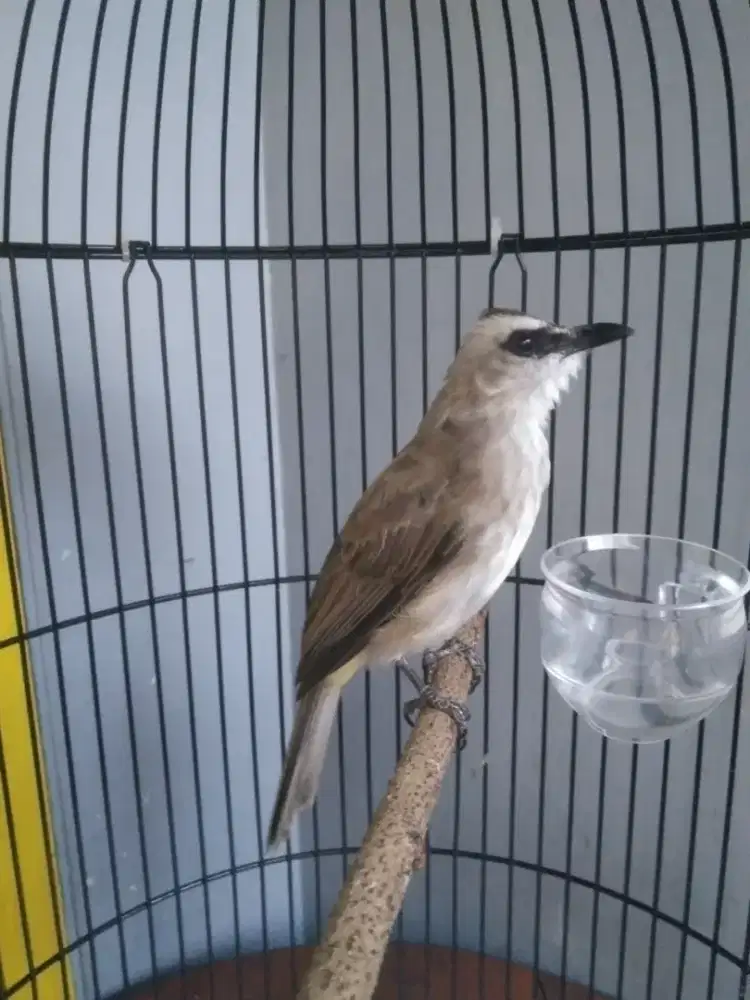 Burung crukcuk kebo