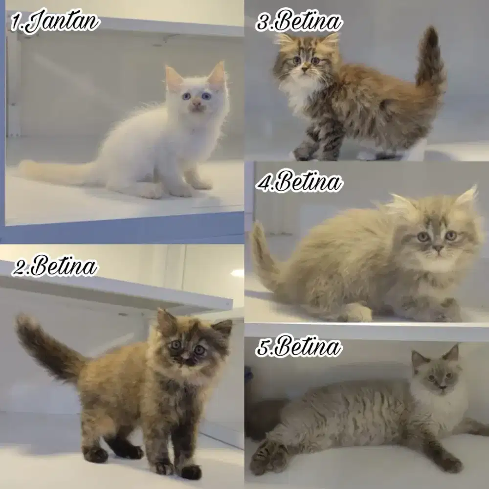 Kucing kitten ras persia longhair bulu kapas