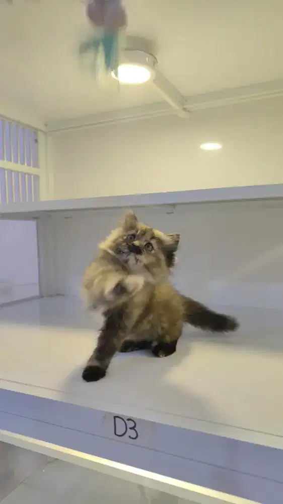 Kucing kitten ras persia black torty