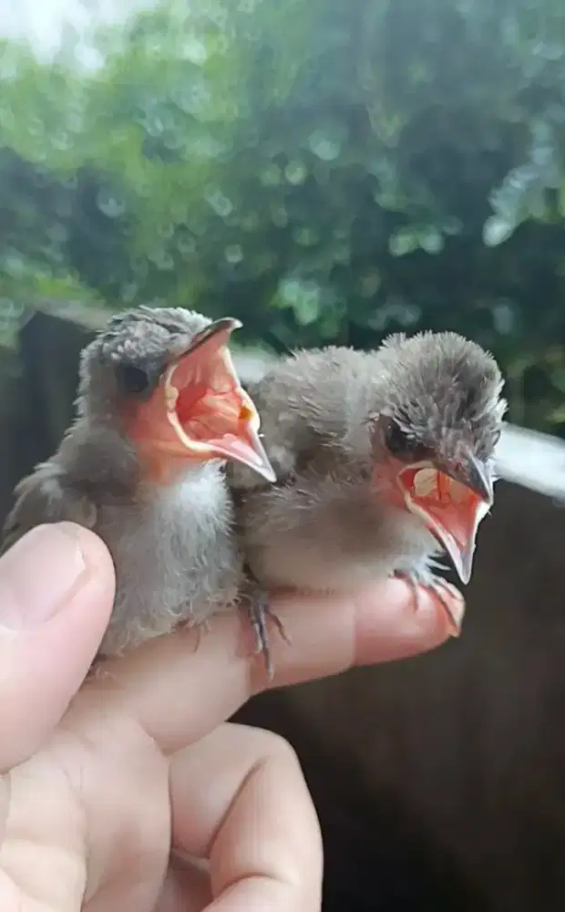 Anakan Burung Trucukan isi 2 ekor