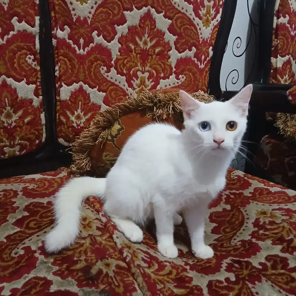 Odd eye persia mixdom jantan putih