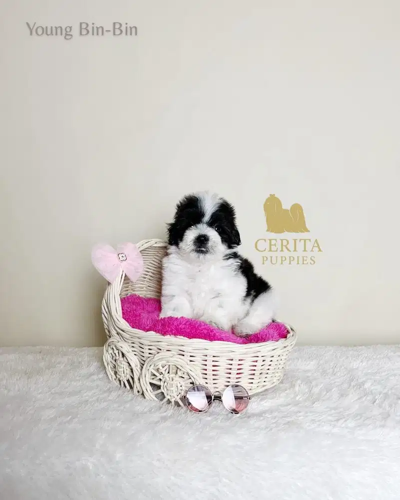 Dijual Anak Anjing Maltipoo Party Color