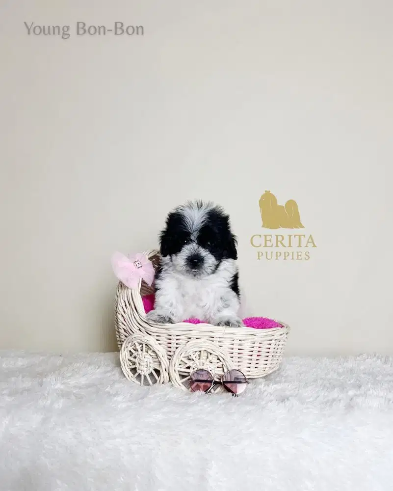 Dijual Anak Anjing Maltipoo Party Color