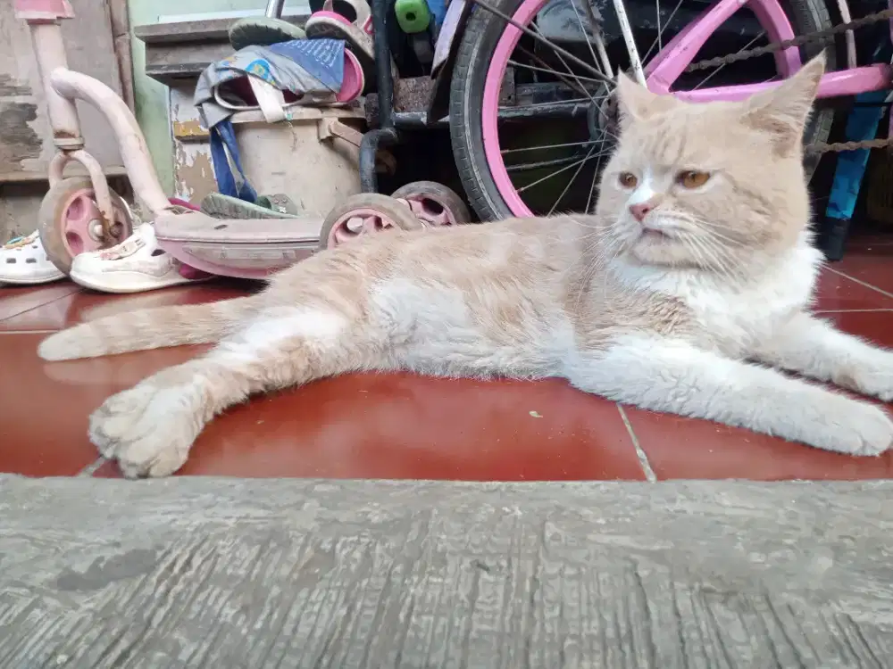 Jual kucing dewasa jantan