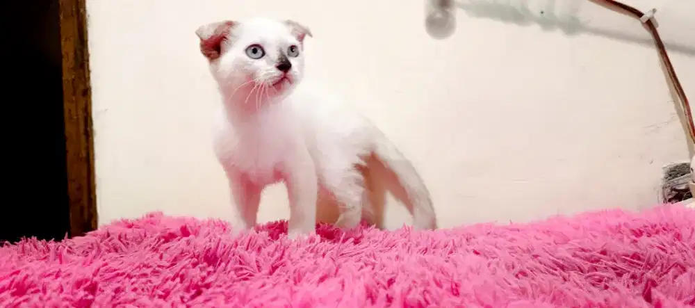 Kucing scotisfold