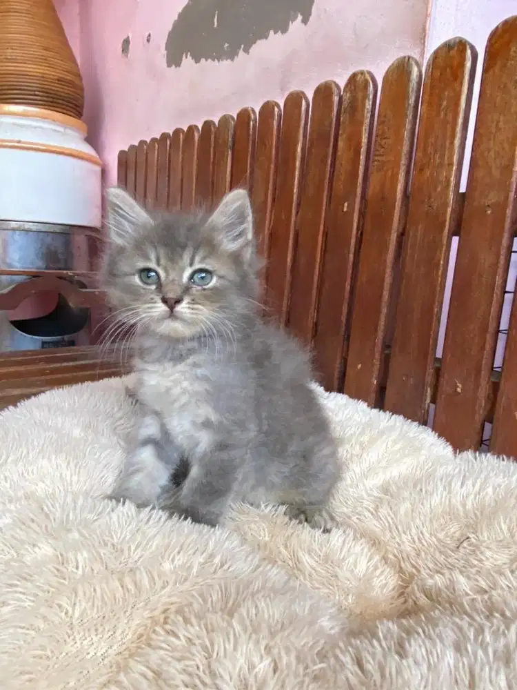 KITTEN PERSIAN LONGHAIR BULU KAPAS