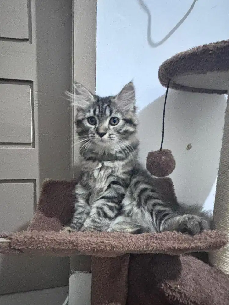 Kucing betina 3 bulan lepas adopsi