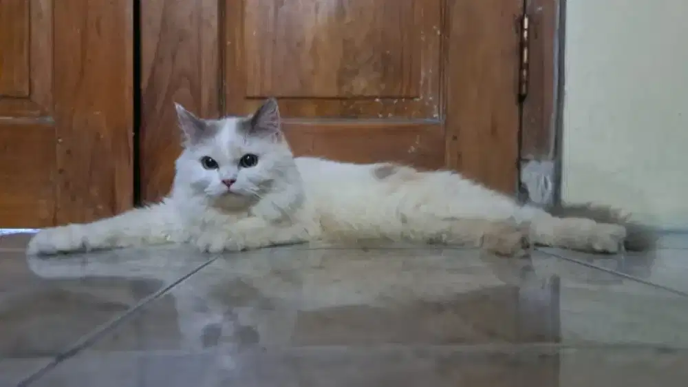 Kitten Mainecoon × Persia