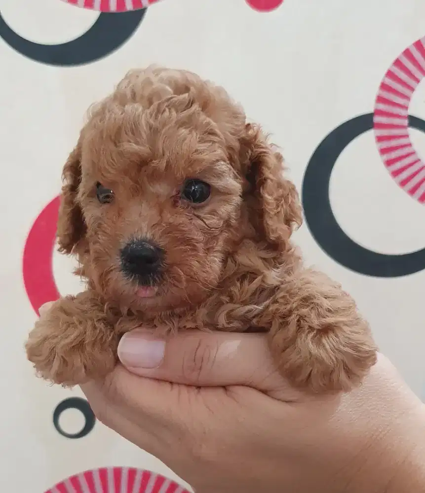 Poodle BETINA Fawn/ Red