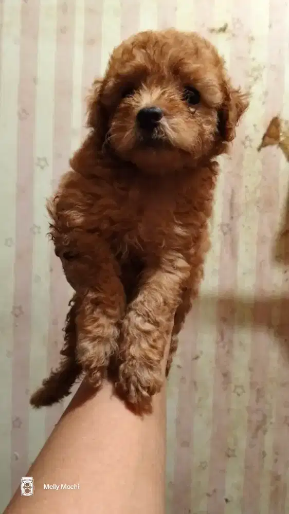 Toy poodle non stb