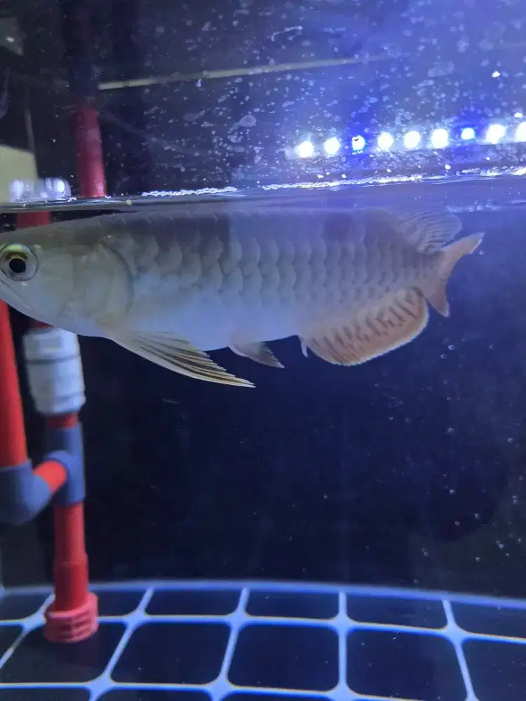 Jual ikan arwana golden red 30cm