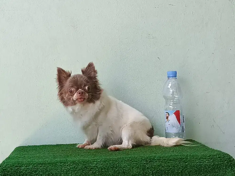 Indukan cihuahua betina longhair kualitas super chh betina