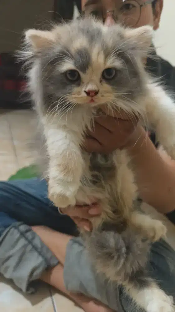 Anakan kucing persia