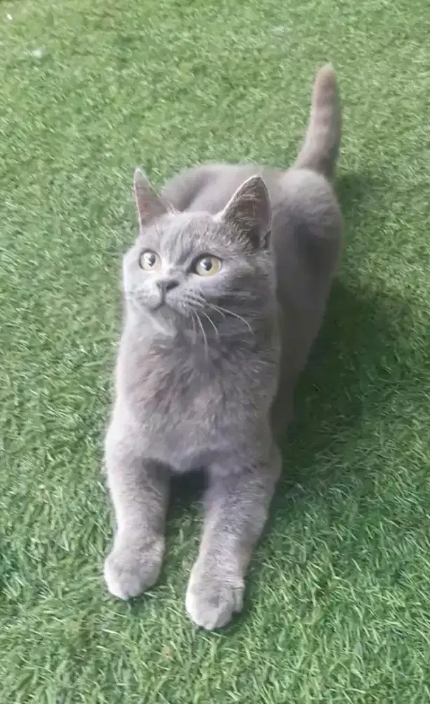 KUCING BSH BRITISH SHORTHAIR SF SCOTTISH FOLD MUNCHKIN RAGDOLL EXO