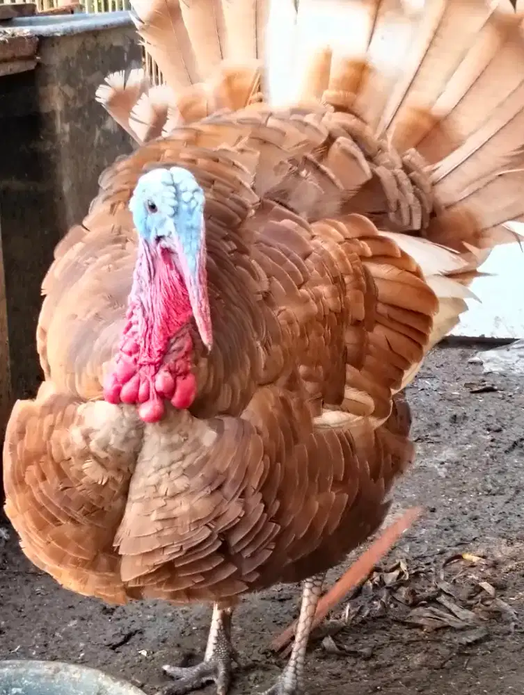 Ayam Kalkun jantan