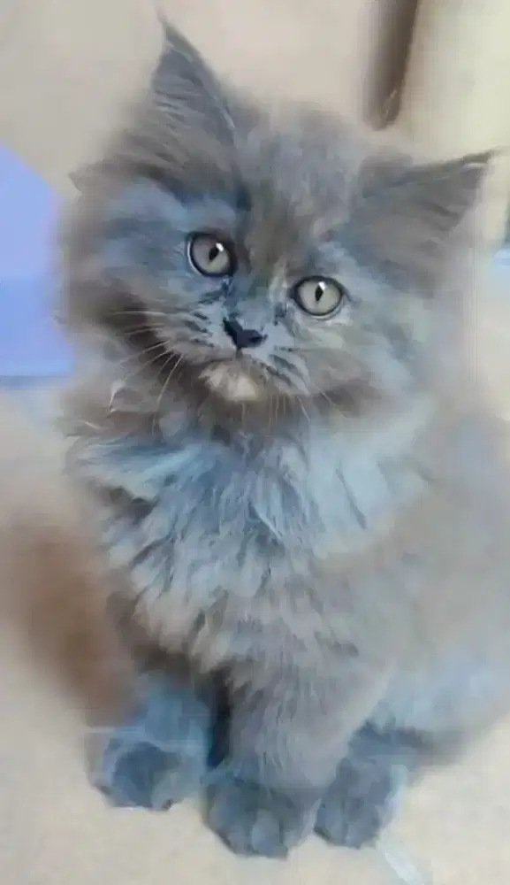Kitten KUCING PERSIA SMOKE GREY