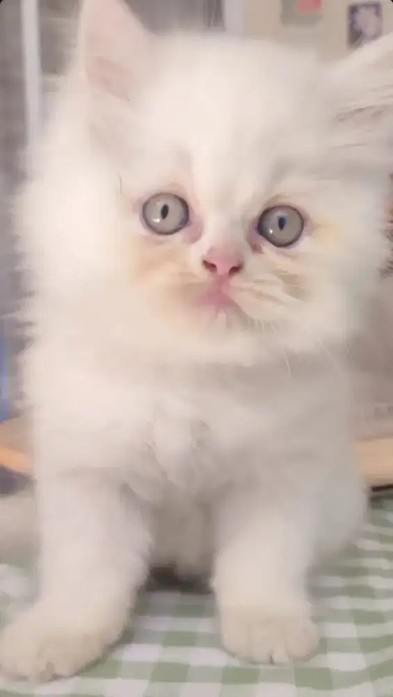 Flatnose Kucing Putih White Dolid