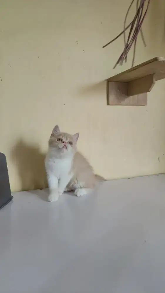 Kucing kitten peaknose exotic jantan
